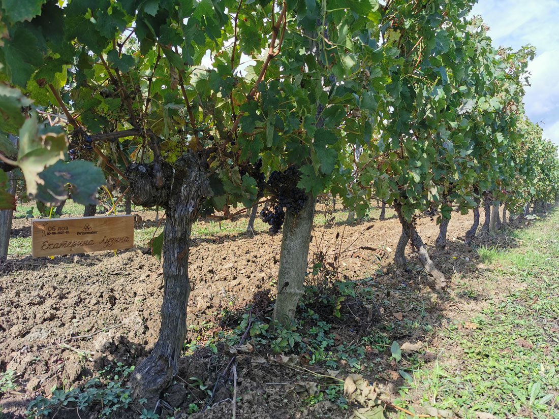 Виноградник на урожай